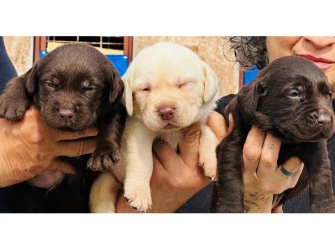 Labrador Arıyorsanız Bu Yavrular Size Göre!