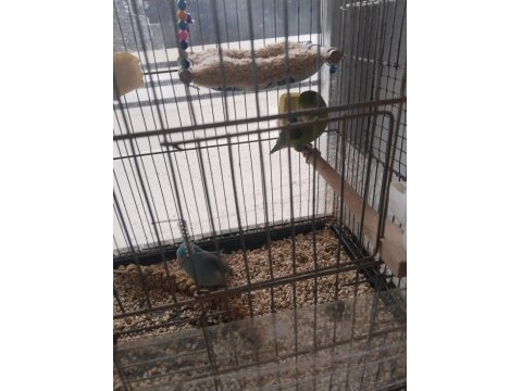 Yavru Forpus Papağanlar