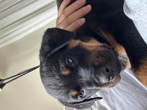60 Günlük Rottweiler Dişi İç Dış Parazit Yapıldı