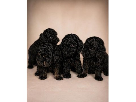 Küçük Şeker Poodle Minikler