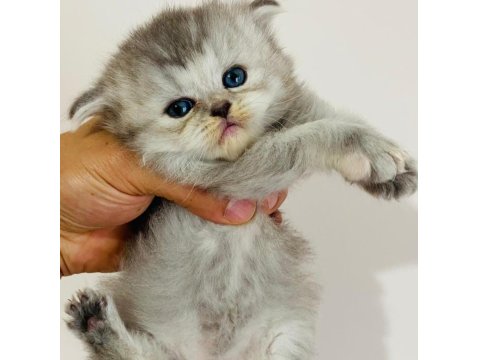 British Longhair Prenses Kedim
