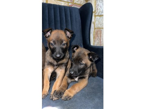 55-60 Günlük Malinois (Belçika Kurdu) Bebeklerimiz