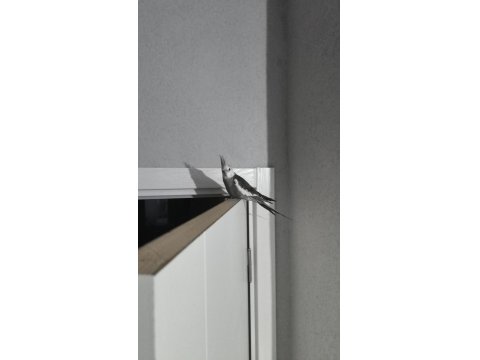 Uygun Fiyata Sağlıklı Sultan Papağanı Açıklamayı Okuyunuz