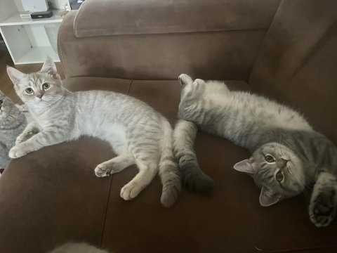 British Dişi Ve Erkek Kedilerim