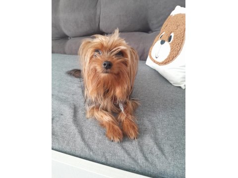 Oyuncu Ve Şımarık Yorkshire Terrier