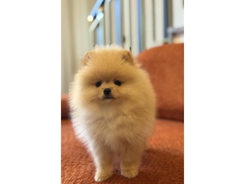 Üst Düzey Ayı Surat Erkek Pomeranian Boo