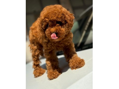 Safkan Toy Poodle Köpekleri