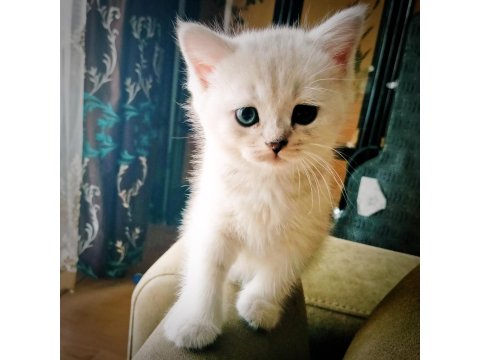 6 Haftalık British Shorthair Yavrular