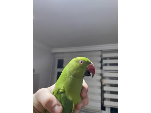 10 Aylık Erkek Pakistan Papağanı