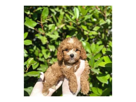 Veteriner Onaylı Poodle Bebekleri