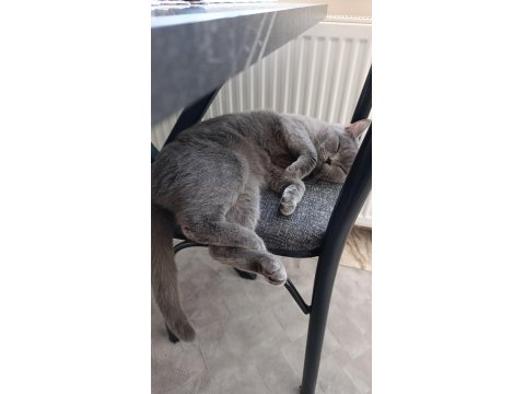 British Shorthair Dişi