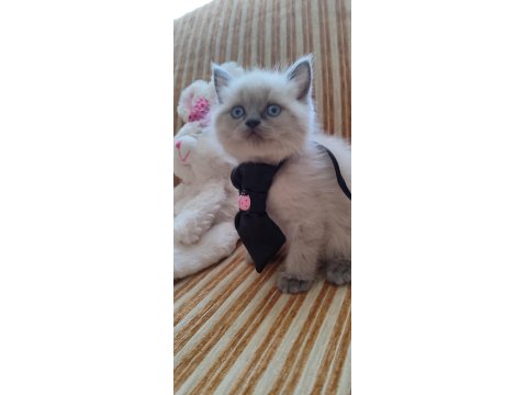 Dişi Blue Point Bebek British Shorthair