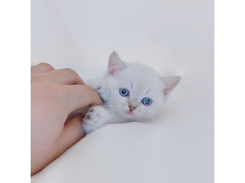 British Shorthair Kediler Sizlerle
