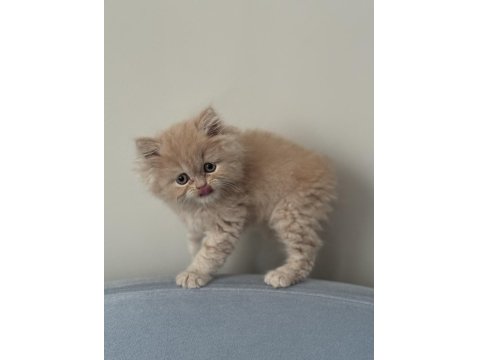 British Longhair Golden Kedimiz