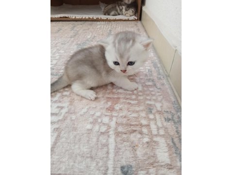 British Shorthair Selver