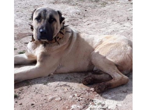 Sivas'ın Has Kangal Yavruları