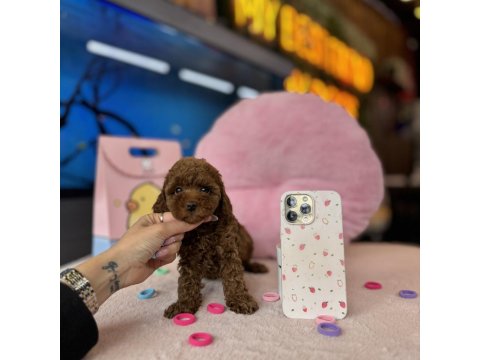 Irk Ve Sağlık Garantili Toy Poodle