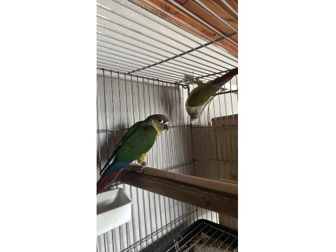 Yeni Eşleme Konur Papağanı Takım