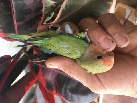 Sevda Papağanı Aşk Kuşu Yeni Yuvasını Arıyor