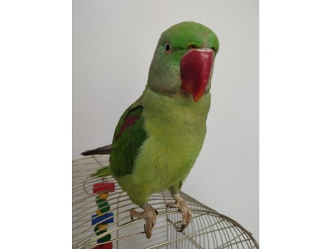 8-9 Aylık Erkek Alexander Tekirdağ İçi Elden Teslim