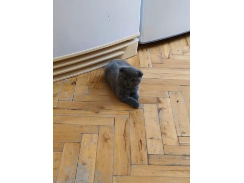 British Shorthair 60 Günlük