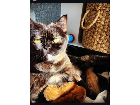 Acil Yuva Aranıyor Bir Dişi Bir Kısır Erkek British