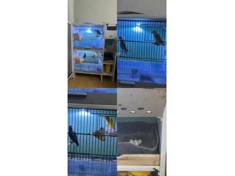 2 Çift Sevda Papağanı Ve Kafesi