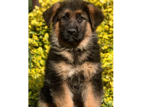Alman Çoban Köpeği Yavrularımız