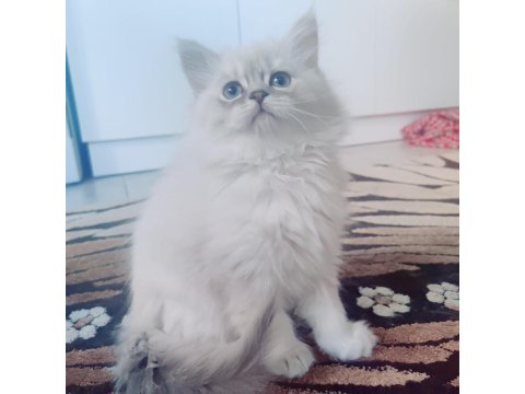 British Longhair 65 Günlük Yavrular