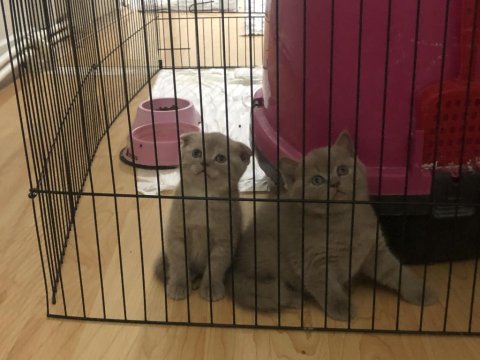 Uyguna Sahiplendirme Kedimiz