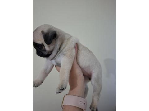 Dişi Pug Yavru 2 Aylık