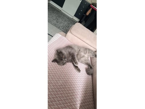 British Longhair Leo
