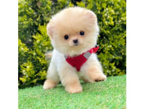 Safkan Cins Pomeranian Boo Yavrular