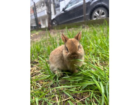 Safkan Cüce Tavşanlar Her İle Gönderim