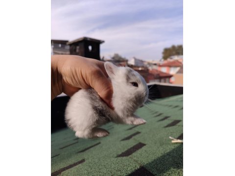 Hollanda Cüce Tavşanlarımı Sahiplendirilecektir