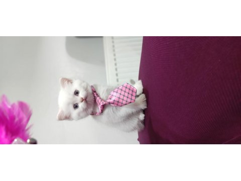 Yeni Aile Bekleyen Kediler