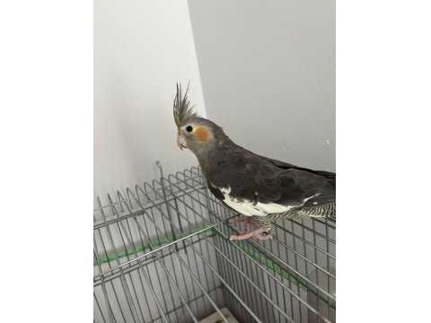 Konuşan Ele Alışık Sultan Papağanı Paşamız