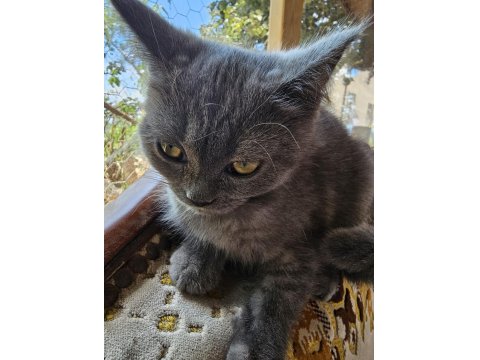 British Cins Kedimiz Ücretsiz Sahiplendirme