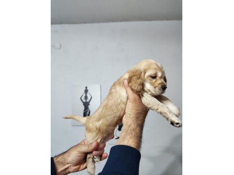 Son 2 Dişi Yavru Amerikan Cocker