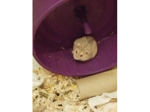 Gonzales Hamster Ücretsiz Sahiplendirme