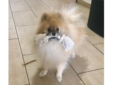 Köpeğimizi Çiftleştirmek İstiyoruz