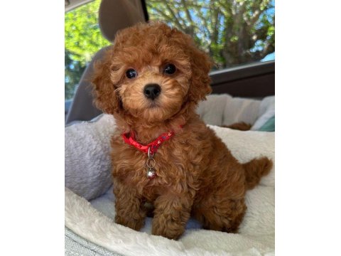 Toy Poodle Kore Kan Orjinal Yavrular