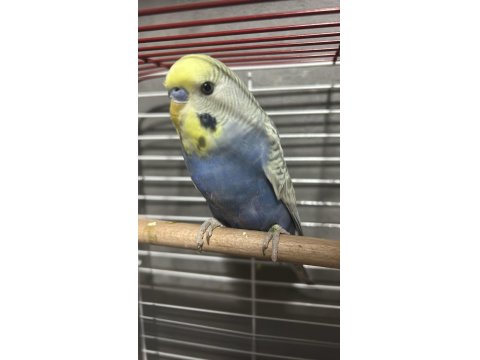 Rainbow Muhabbet Kuşu