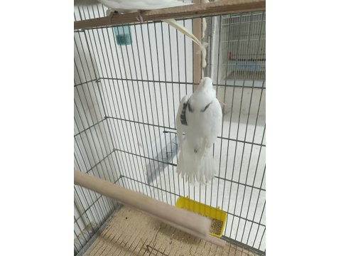 Zincir Desen Heavy Sultan Papağanı