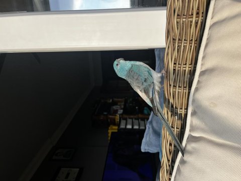 Şarkıcı Pareket Papağanımız