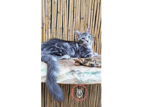 Maine Coon Türk - Mco Cattery