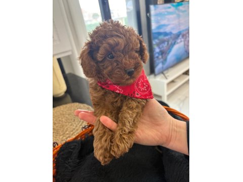 Safkan Toy Poodle Yavruları Ve Mikro Chipli Tüm Aşıları Tam