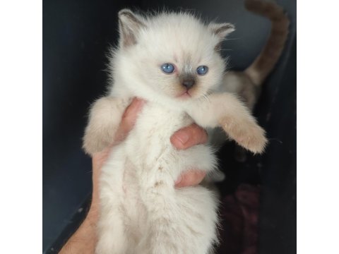 Blue Point Yavru Kedilerimiz