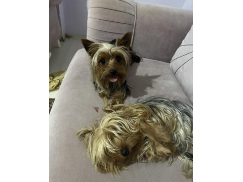 Yorkshire Terrier Köpeğime İyi Bakacak Aile Arıyorum