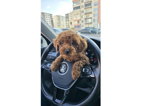 2,5 Aylık Toy Poodle Yavrumuz Sahibini Arıyor